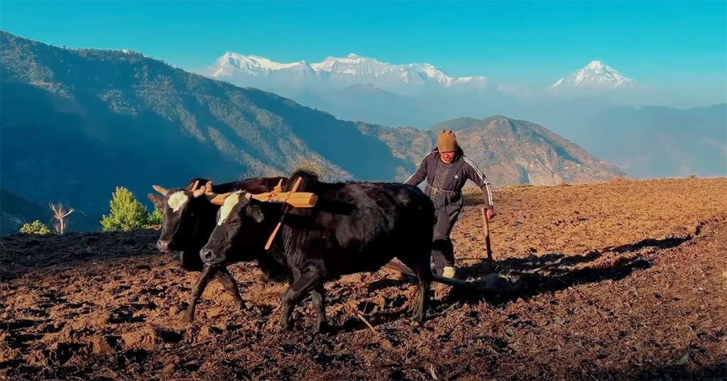 युवाबिहीन गाउँको दुःख झल्काउने, ‘पुर्कोटैमा चल्यो बतास’